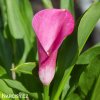 ruzova kala zantedeschia garnet glow 2