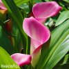 ruzova kala zantedeschia garnet glow 3