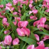 ruzova kala zantedeschia garnet glow 4