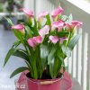 ruzova kala zantedeschia garnet glow 5