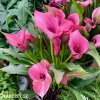 ruzova kala zantedeschia garnet glow 7