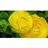 Ranunculus yellow 02
