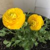 Ranunculus yellow 04