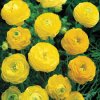 Ranunculus yellow 01