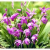 Bletilla striata 1