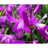 Bletilla striata 2