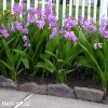 ruzova orchidej vzprimena bletilla striata 4