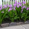 Bletilla striata 4