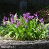 ruzova orchidej vzprimena bletilla striata 6