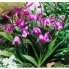 Bletilla striata 5