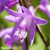ruzova orchidej vzprimena bletilla striata 1