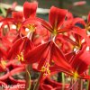 cervena jakubska lilie sprekelia formosissima 4