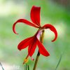 cervena jakubska lilie sprekelia formosissima 7