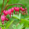 Dicentra 3