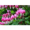 Dicentra 4
