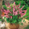 Dicentra 5