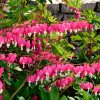 Dicentra 6