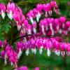 Dicentra 1