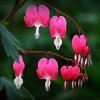 Dicentra 2