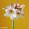 bílorůžový hvězdník amaryllis amore 4