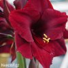 tmavě červený hvězdník amaryllis benfica 5