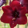 tmavě červený hvězdník amaryllis benfica 7