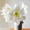 bílý hvězdník amaryllis christmas gift 1