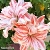 Hvězdník - Amaryllis  Dancing Queen