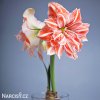 Hvězdník - Amaryllis  Dancing Queen