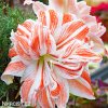 Hvězdník - Amaryllis  Dancing Queen