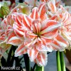 Hvězdník - Amaryllis  Dancing Queen