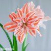 Hvězdník - Amaryllis  Dancing Queen
