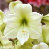 žlutý hvězdník amaryllis fantasy 1