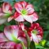 červenobílý hvězdník amaryllis flamenco 2
