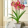 červenobílý hvězdník amaryllis flamenco 5