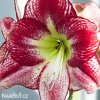 červenobílý hvězdník amaryllis flamenco 6