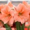 oranžový hvězdník amaryllis rilona 2