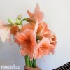 oranžový hvězdník amaryllis rilona 3