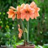 oranžový hvězdník amaryllis rilona 4