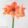 oranžový hvězdník amaryllis rilona 6