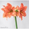 oranžový hvězdník amaryllis rilona 7