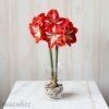 červenobílý hvězdník amaryllis stargazer 3