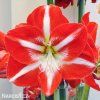 červenobílý hvězdník amaryllis stargazer 4
