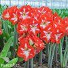 červenobílý hvězdník amaryllis stargazer 5