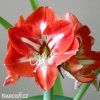 červenobílý hvězdník amaryllis stargazer 1