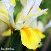 žlutobílý kosatec iris apollo hollandica 3