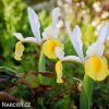 žlutobílý kosatec iris apollo hollandica 4