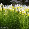 žlutobílý kosatec iris apollo hollandica 5