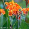 oranzovozluta Dosna Canna Taroudant 3