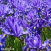 modrý kosatec iris blue magic hollandica 2